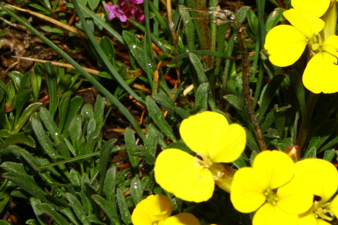 Erysimum da determinare ??